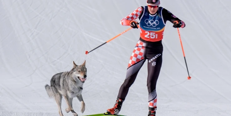 Halucinace? Ne! Mezi běžkařky se přimotal československý vlčák, má i cílovou fotku