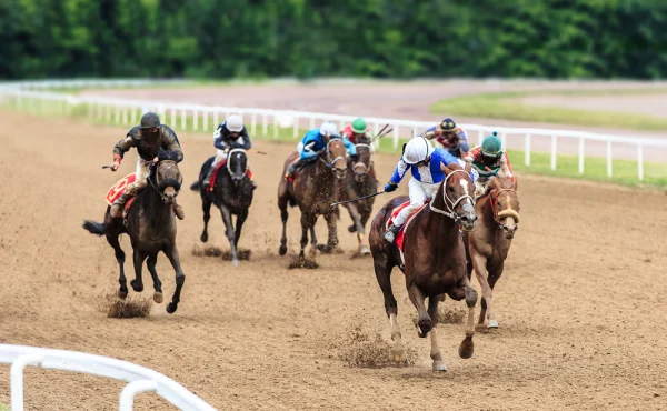 Čip v jídle odhalil osud závodního koně. Místo na pastvině skončila klisna v jídelně pro chudé