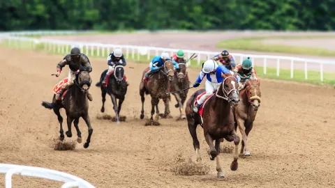 Čip v jídle odhalil osud závodního koně. Místo na pastvině skončila klisna v jídelně pro chudé
