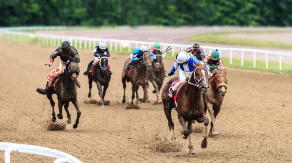 Čip v jídle odhalil osud závodního koně. Místo na pastvině skončila klisna v jídelně pro chudé