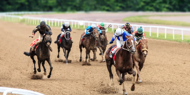 Čip v jídle odhalil osud závodního koně. Místo na pastvině skončila klisna v jídelně pro chudé