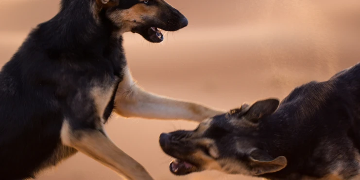 Kvůli fotbalu zabijí v Maroku tři miliony psů. Narušovali by prý divácký zážitek