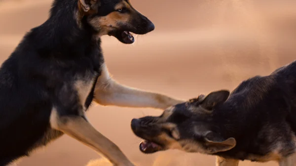 Kvůli fotbalu zabijí v Maroku tři miliony psů. Narušovali by prý divácký zážitek