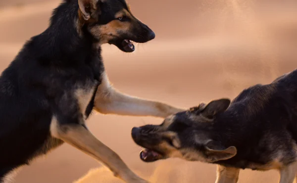 Kvůli fotbalu zabijí v Maroku tři miliony psů. Narušovali by prý divácký zážitek