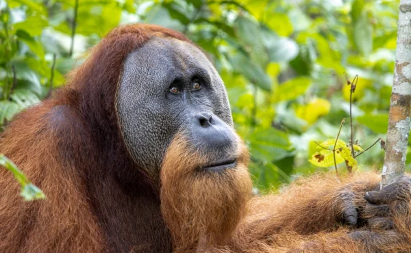 Ruská boxerka učila vapovat orangutana. Teď tvrdí, že cigaretu jí nabídla opice