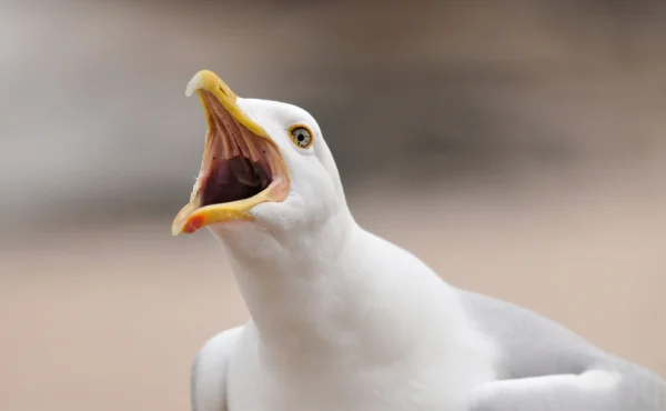 Jak z Hitchcockova hororu. Rackové ukončili fotbalový zápas v Austrálii