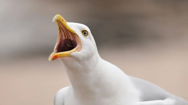 Jak z Hitchcockova hororu. Rackové ukončili fotbalový zápas v Austrálii