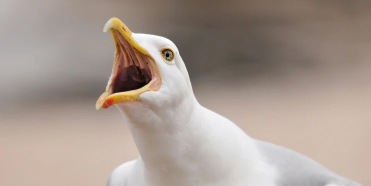 Jak z Hitchcockova hororu. Rackové ukončili fotbalový zápas v Austrálii