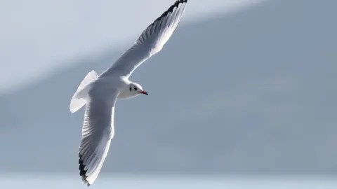 Trefili racka míčem a na hřišti ho oživili. Bizarní scény z Turecka