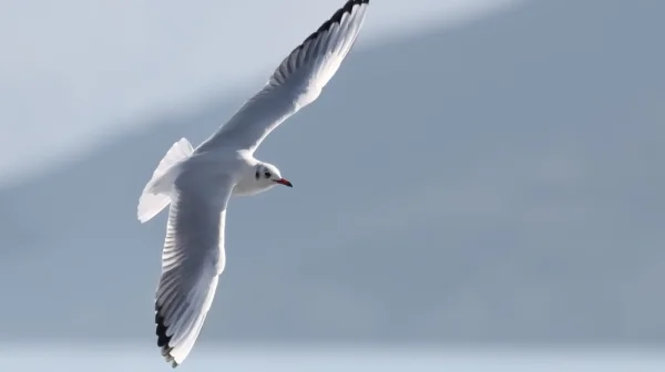 Trefili racka míčem a na hřišti ho oživili. Bizarní scény z Turecka