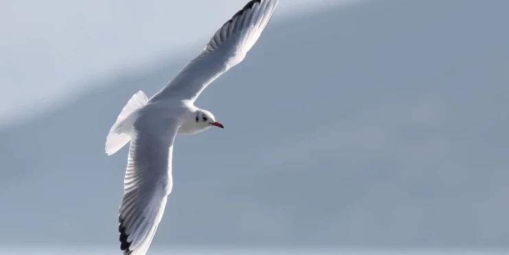 Trefili racka míčem a na hřišti ho oživili. Bizarní scény z Turecka