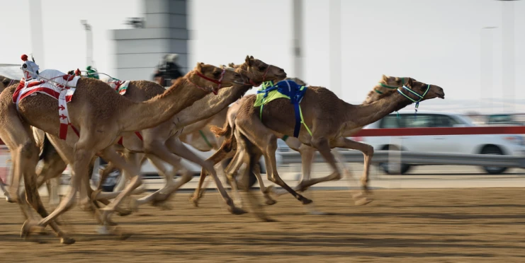 Pogba mění fotbal za velbloudy. Bude se věnovat profesionálním dostihům v poušti