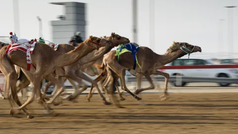 Pogba mění fotbal za velbloudy. Bude se věnovat profesionálním dostihům v poušti