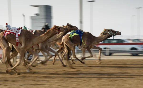 Pogba mění fotbal za velbloudy. Bude se věnovat profesionálním dostihům v poušti