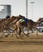 Pogba mění fotbal za velbloudy. Bude se věnovat profesionálním dostihům v poušti